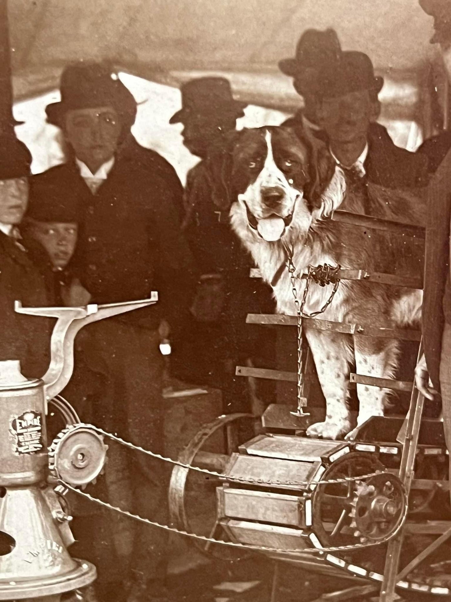 Antique photo occupational Saint Bernard dog running cream separator 1890-1900s vintage photography