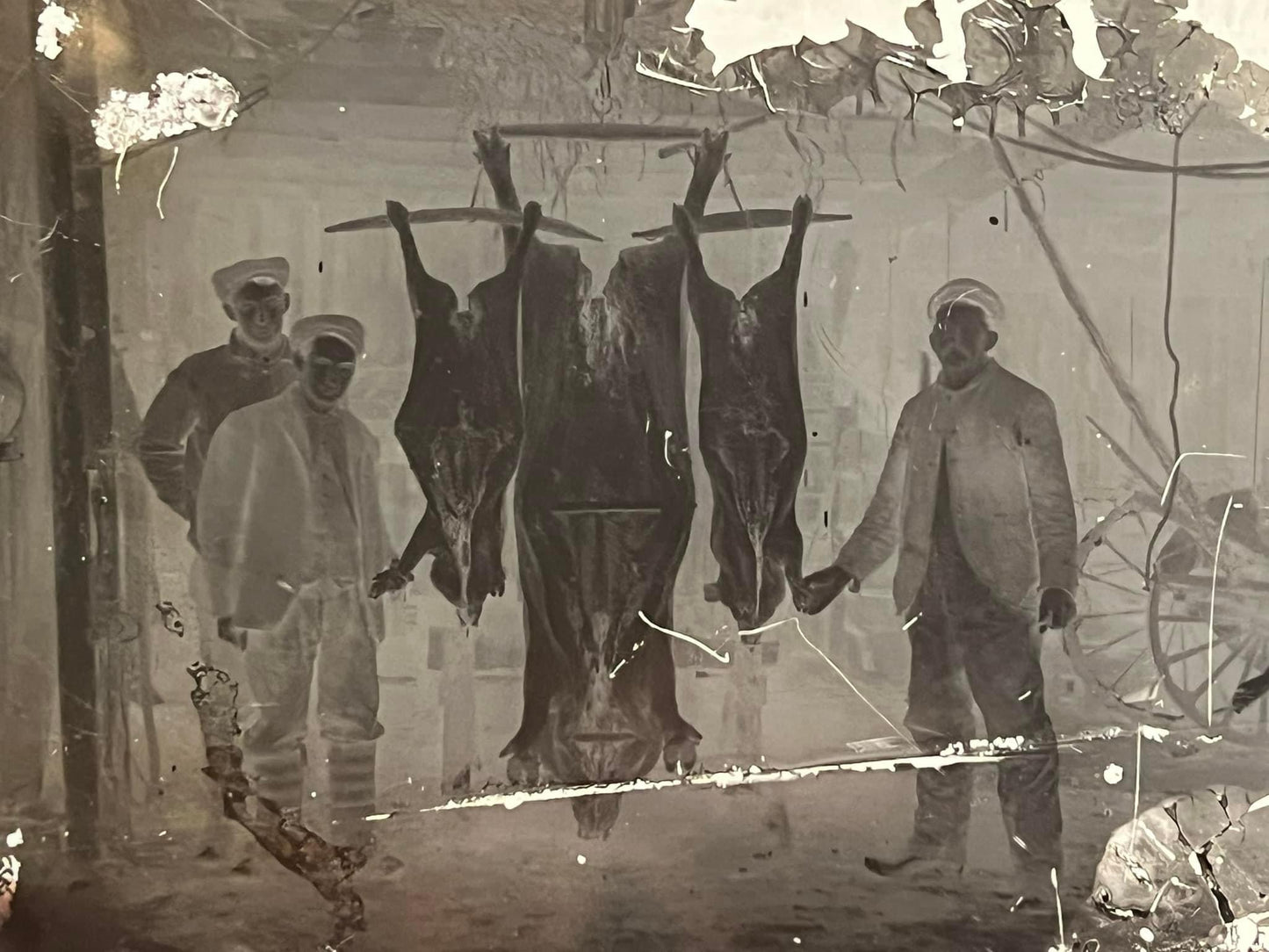 Antique photo 1910-1920

Glass negatives turn of the century photography hog processing farm life