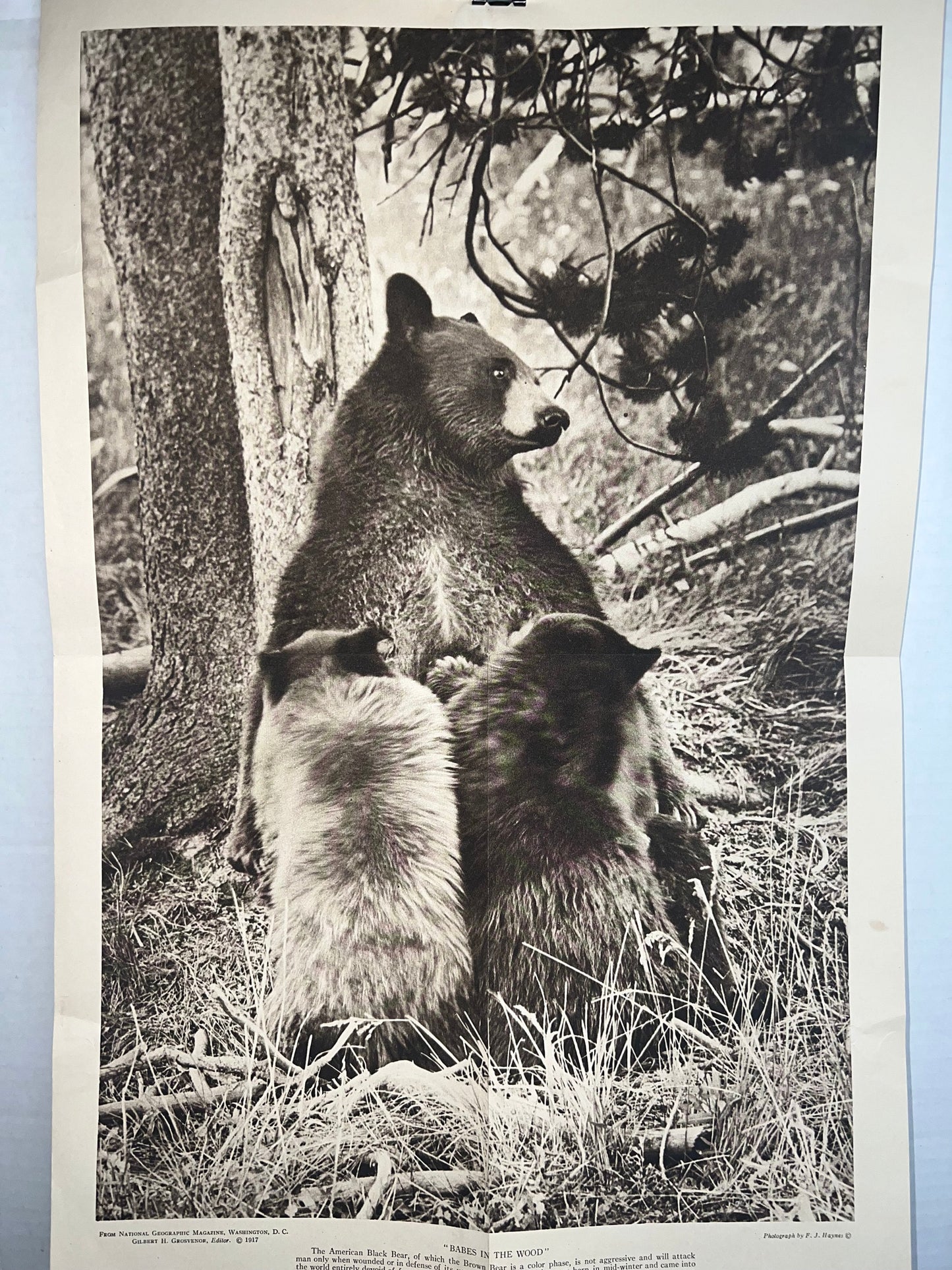 Antique lithograph nature poster 1917 bear and her cubs