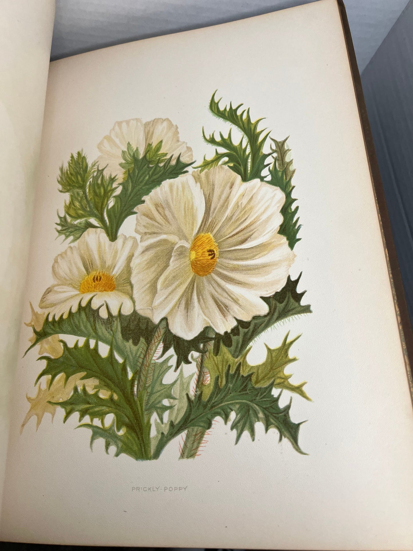 Antique Victorian floral book 1889 wild flowers of the Rocky Mountains 24 color plates