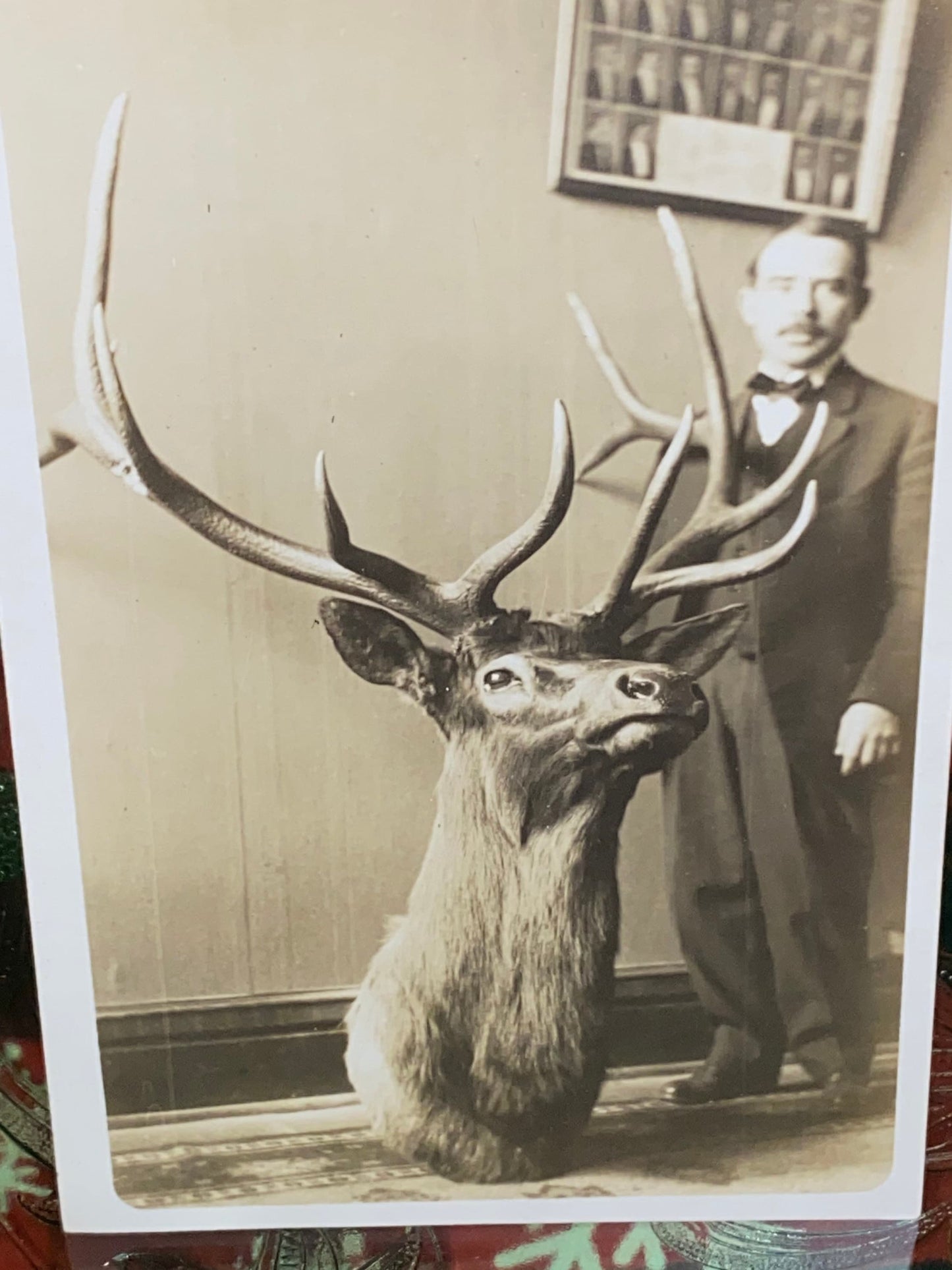 Antique photo taxidermy real photo postcard man w large elk head mount Montana e 1900s rppc