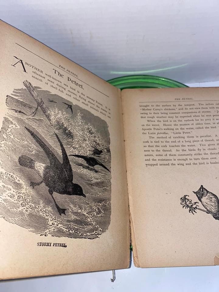 Antique Victorian animal engravings beautiful prints 1890s children’s book