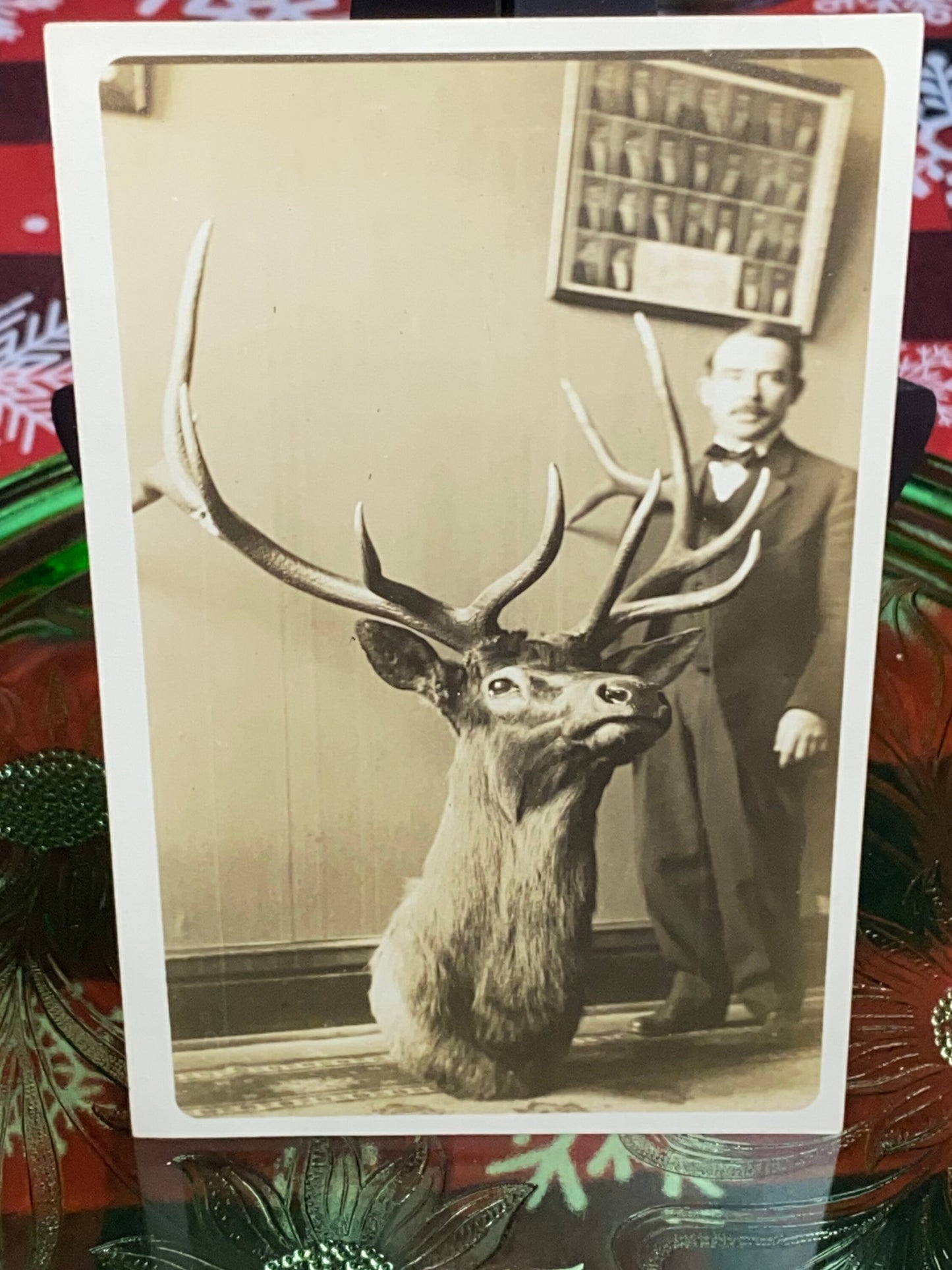 Antique photo taxidermy real photo postcard man w large elk head mount Montana e 1900s rppc