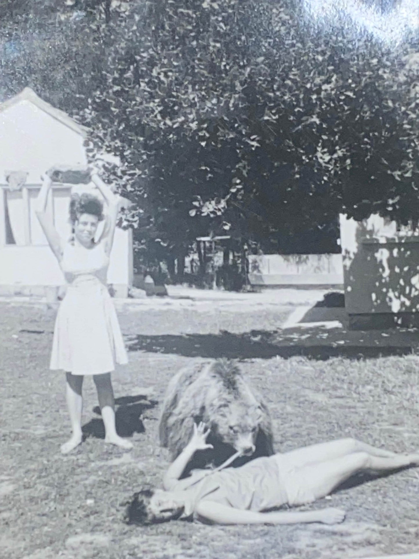 Vintage snapshot photo fake bear attack taxidermy bear women 1940s