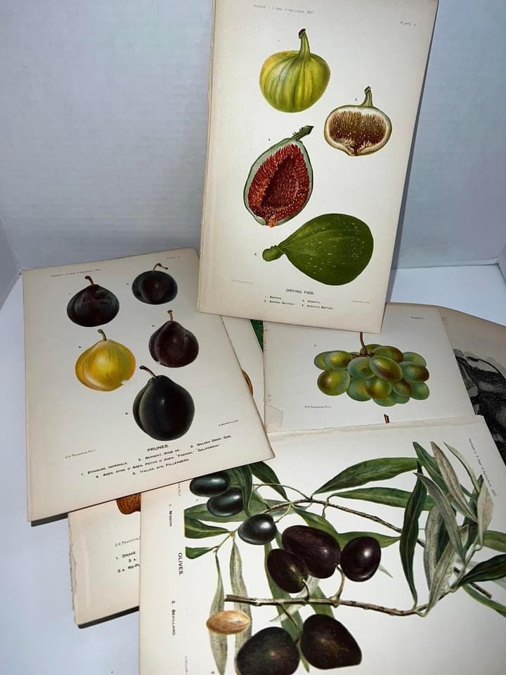 Antique Group of nature lithograph & engravings Fruit , nuts , animals 6 x 9 1897,1860-1870