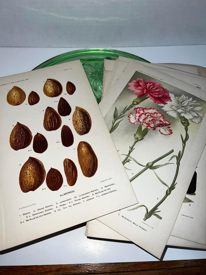 Antique Group of nature lithograph & engravings Fruit , nuts , animals 6 x 9 1897,1860-1870