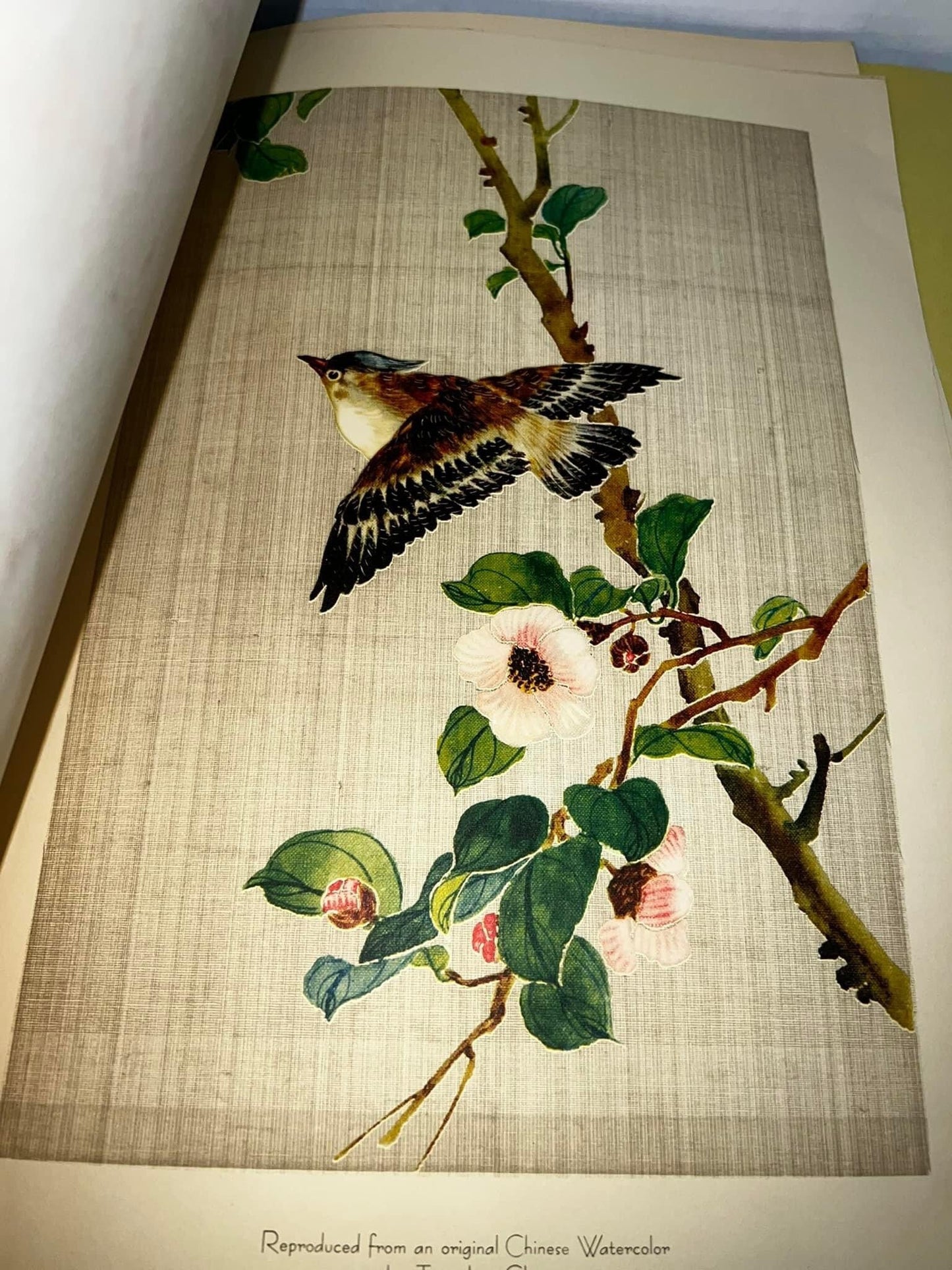 Vintage mid century 14 vintage lithographs 1950s Chinese watercolor birds, fox hunting & Spain