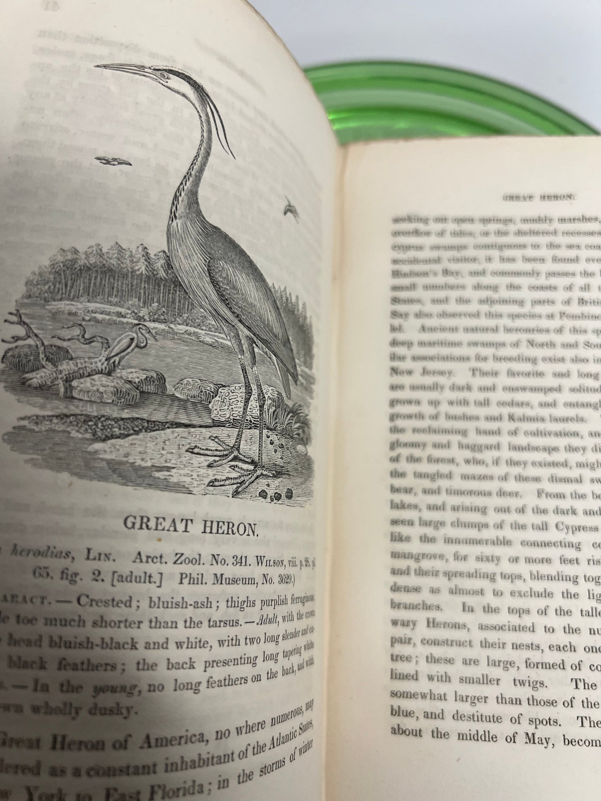 Antique pre civil war a manual of the ornithology 1834 water birds
