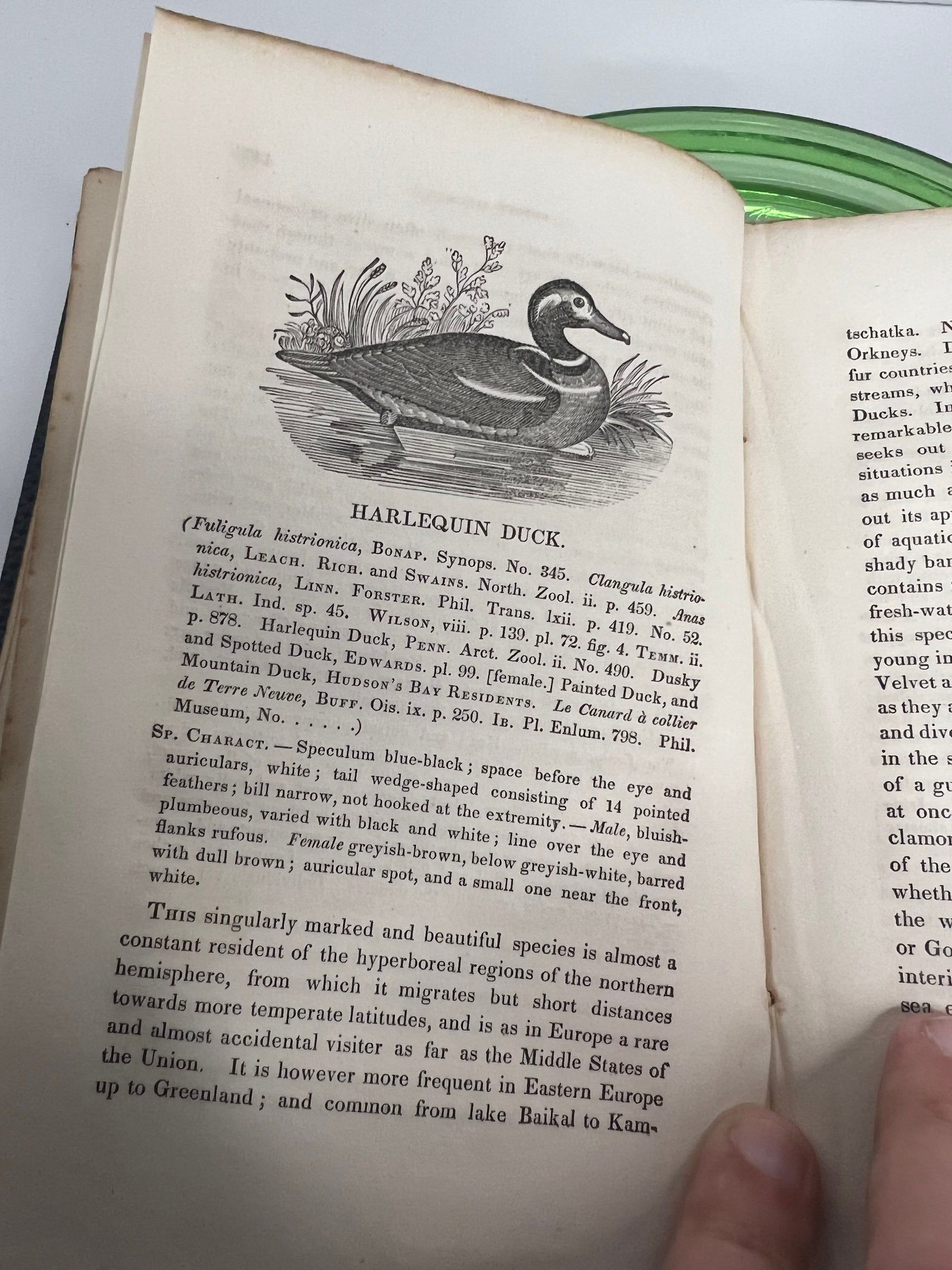 Antique pre civil war a manual of the ornithology 1834 water birds