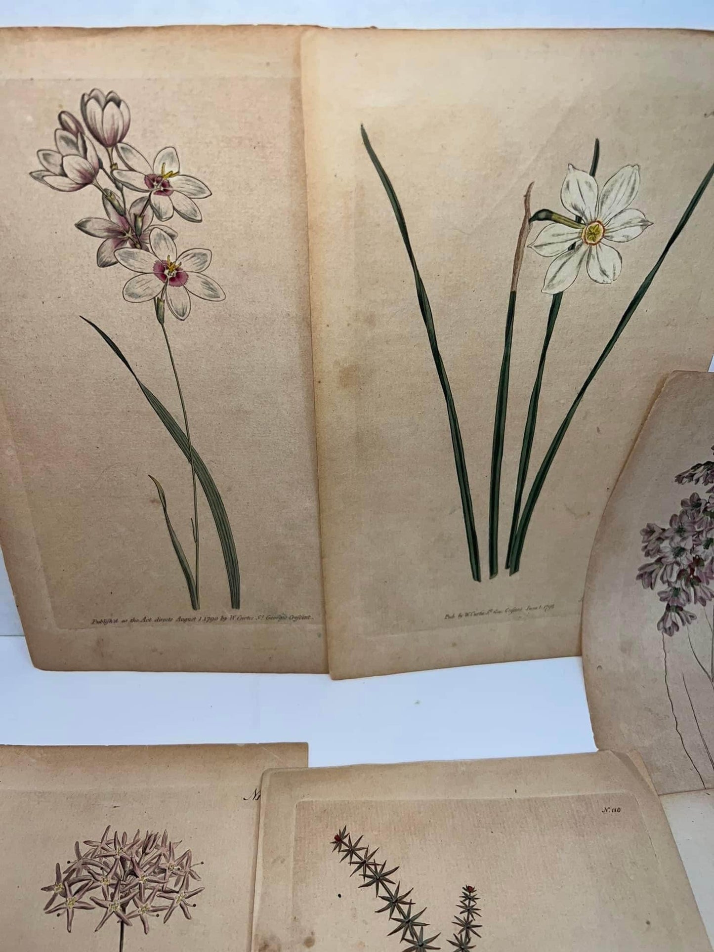 Antique floral prints engravings hand colored pre Victorian 1790-1792