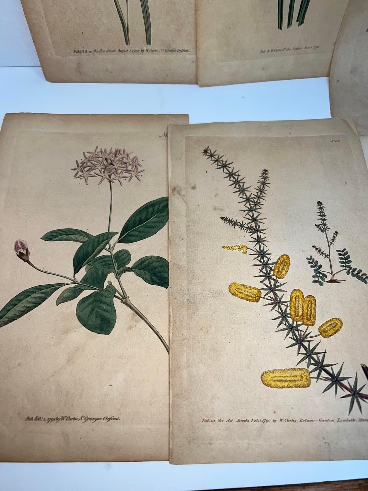 Antique floral prints engravings hand colored pre Victorian 1790-1792