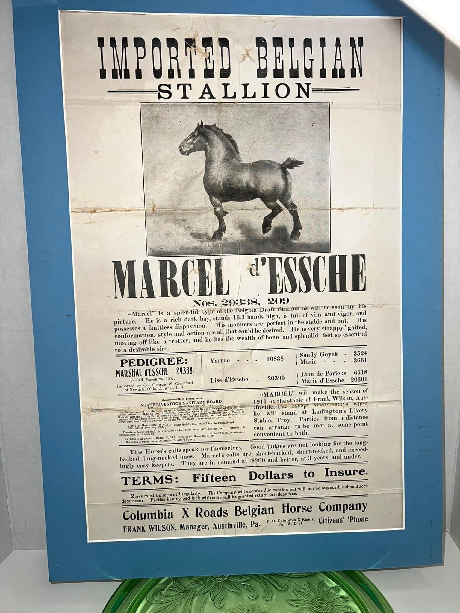 Antique Horse broadside—1911Imported Belgium stallionColumbia cross roads Pennsylvania 1900s advertising