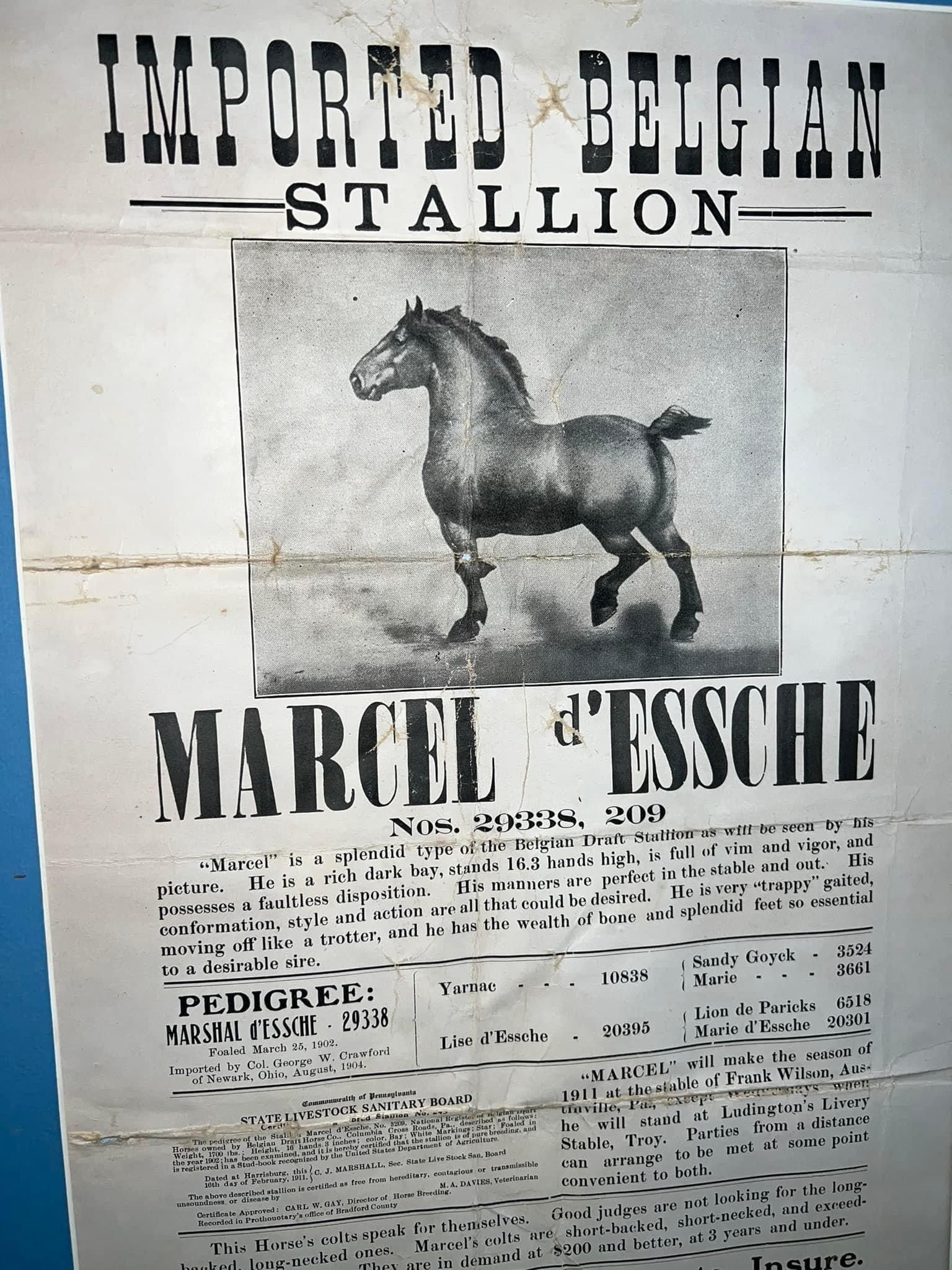 Antique Horse broadside—1911Imported Belgium stallionColumbia cross roads Pennsylvania 1900s advertising