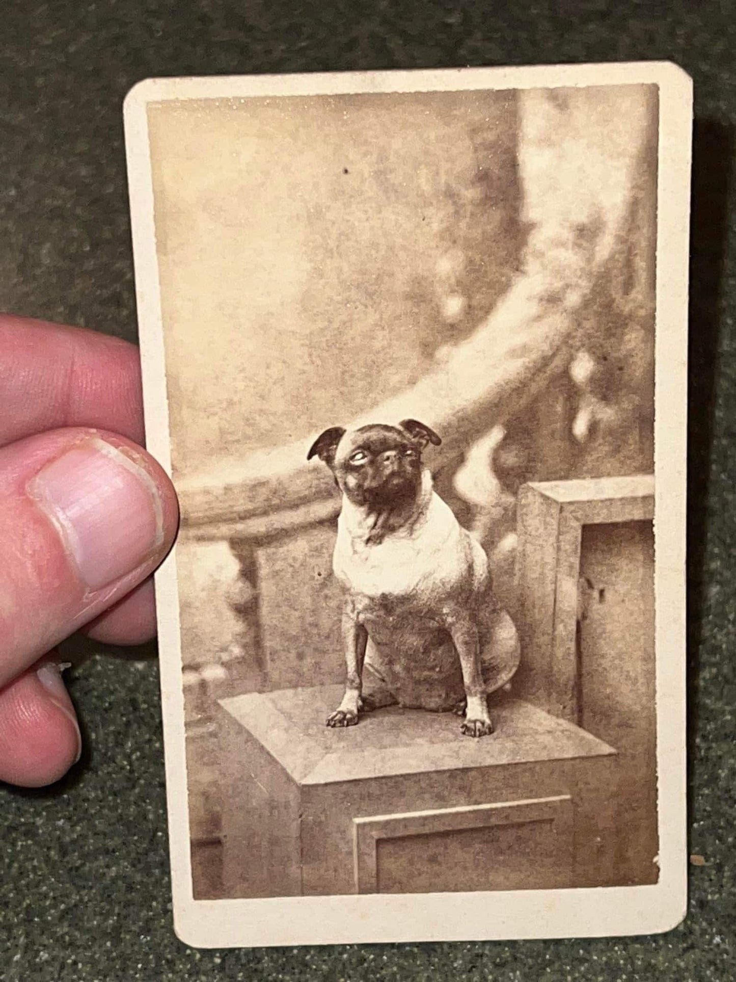 Antique Victorian cdv photo dog pug breed female horseheads New York 1880s