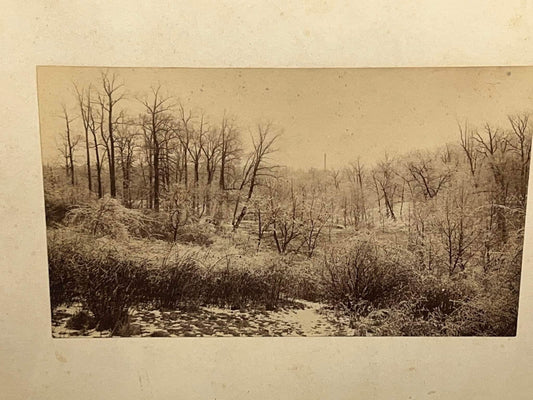 Antique Victorian Albumen photo Outdoor winter scene - ice frozen to the trees early 1880s