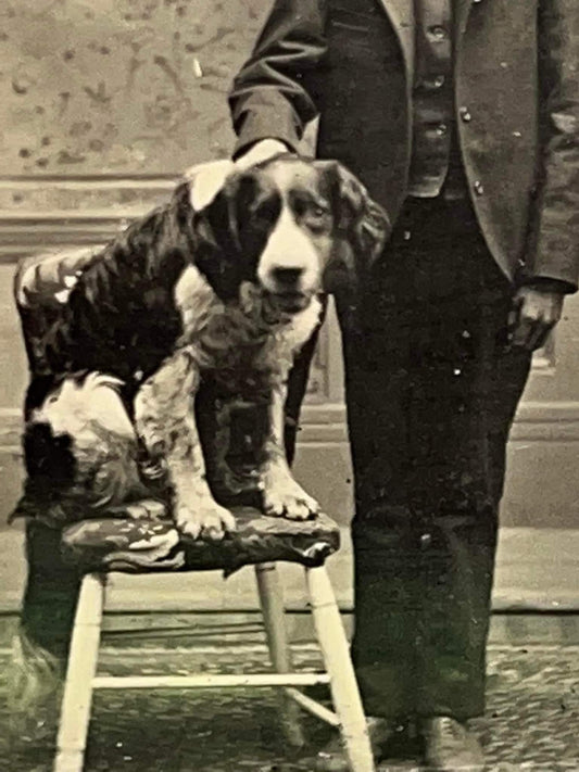 Antique Victorian Tintype dog Little boy & his best friend posed on chair looks to be cocker spaniel 1880s