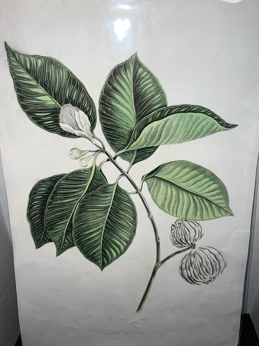 Antique botanical engraving hand colored Dutch cw mieling jambosa rose species 1860-1870 xl folio