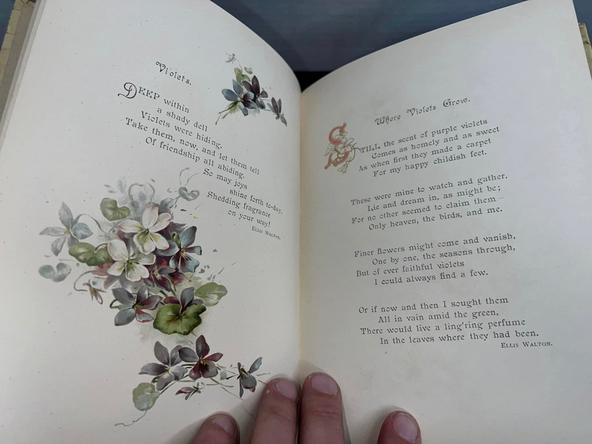 Antique Victorian book violets for you chrome lithograph illustrated 1890s