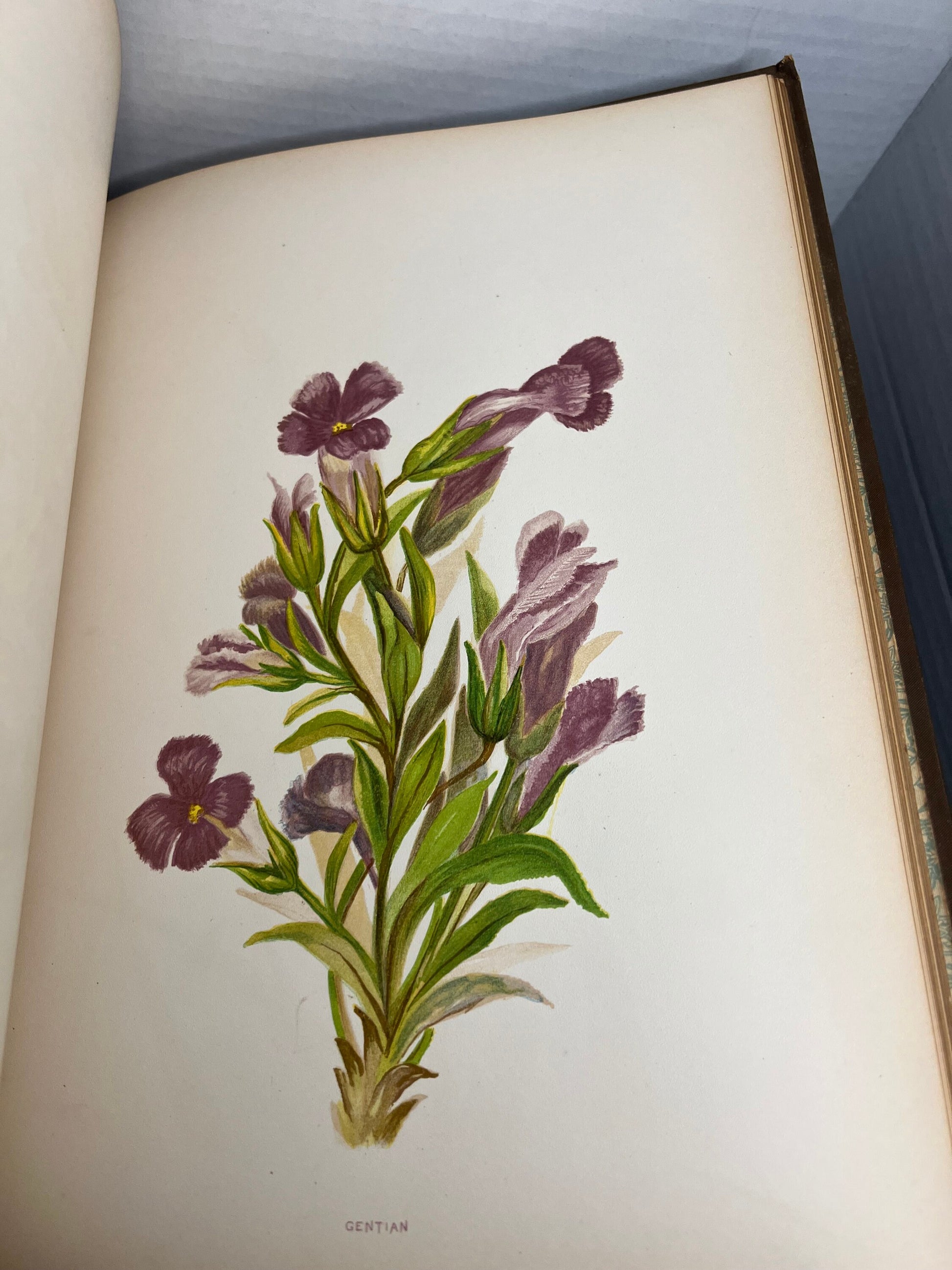 Antique Victorian floral book 1889 wild flowers of the Rocky Mountains 24 color plates