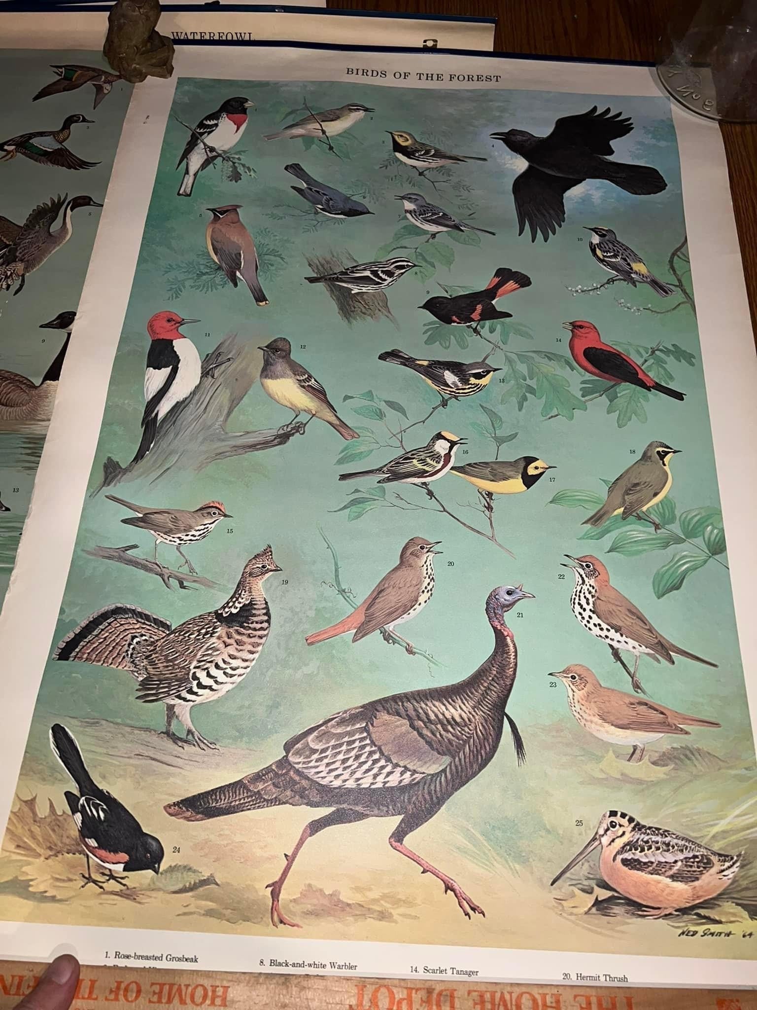 Vintage nature lithographs 4 - 1965 wall posters Pennsylvania game commission Birds , fowls , winter birds and mammals